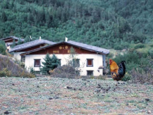 旅行 || 一生必去一次的香格里拉 旅行 || 一生必去一次的香格里拉