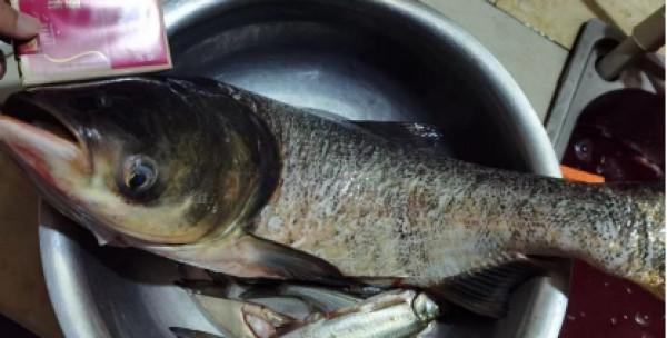 關於鰱鱅不得不說的故事，作為釣魚人必須要先了解鰱鱅的習性