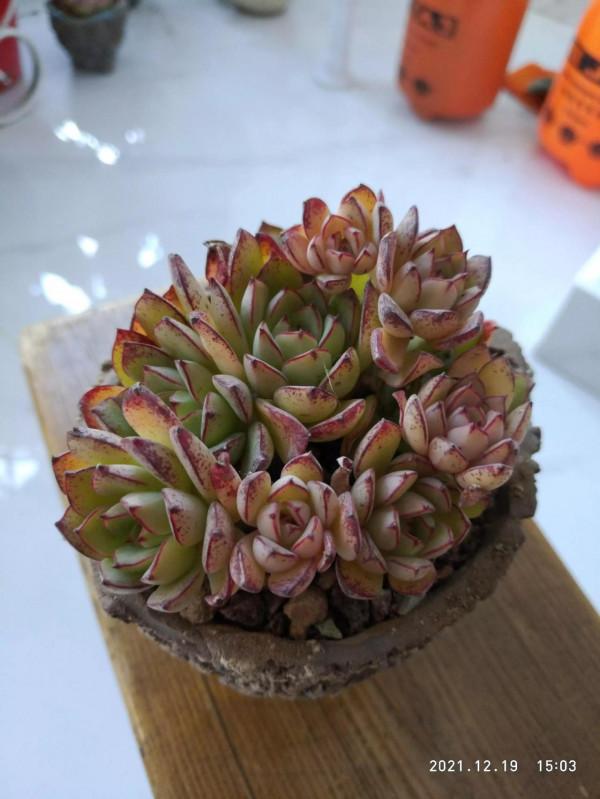 今天上盆的精品肉