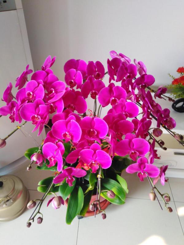 5種花&OpenCurlyDoubleQuote;壽命短&rdquo;，今年買明年扔，後年又想買，因為它們太美了