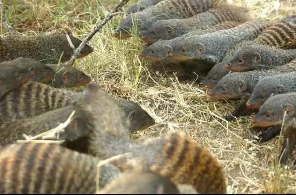 動物界難得一見的奇葩景象,太驚豔了,無比驚歎,讓人過目不忘 動物界難得一見的奇葩景象,太驚豔了,無比驚歎,讓人過目不忘