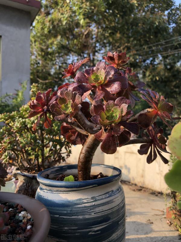 明明長得很好看，卻一身臭氣，這樣的多肉植物你愛嗎，我不愛了