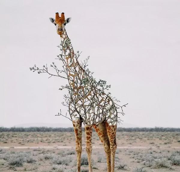 救命!國寶熊貓困在PS裡面了 救命!國寶熊貓困在PS裡面了