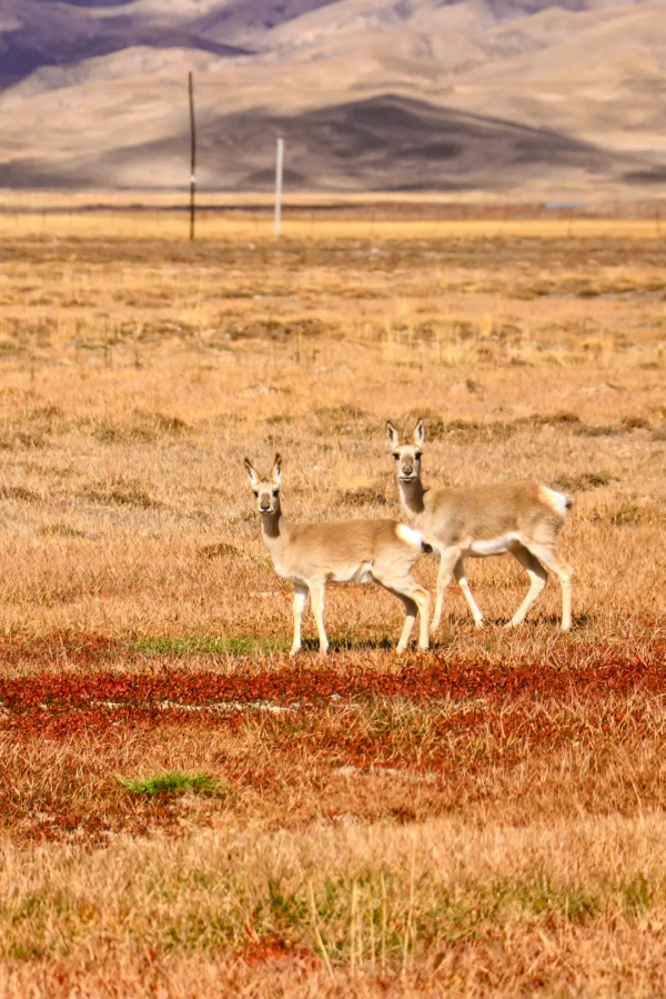 青海的這個地方要火了,秋天一定要去一次,中國最後的一片淨土 青海的這個地方要火了,秋天一定要去一次,中國最後的一片淨土
