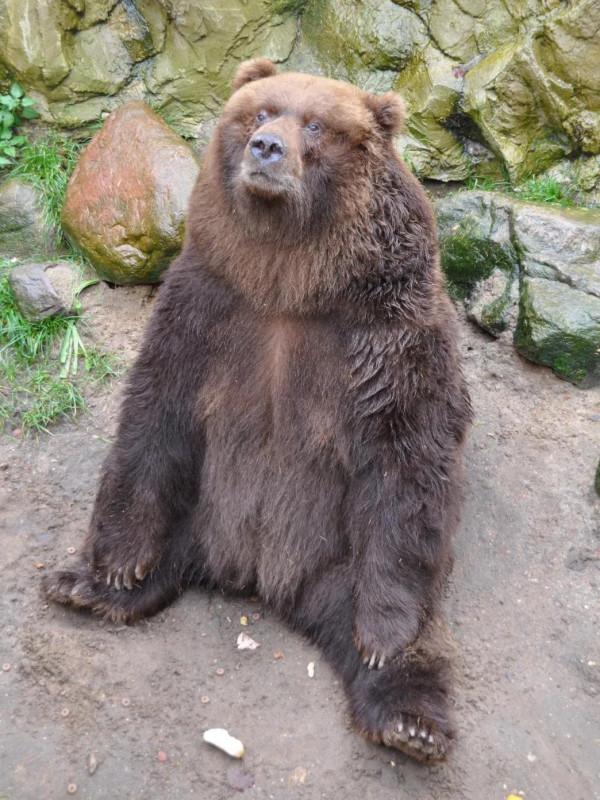 大熊熊有大愛 大熊熊有大愛