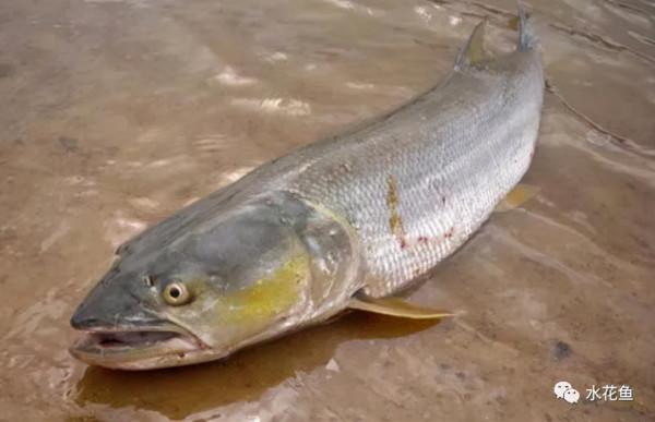 水生動物圖文欣賞(5)——四大主要食性魚類與五小類食性魚類 水生動物圖文欣賞(5)——四大主要食性魚類與五小類食性魚類