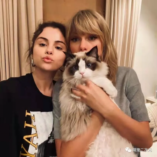 “貓女郎”泰勒斯威夫特