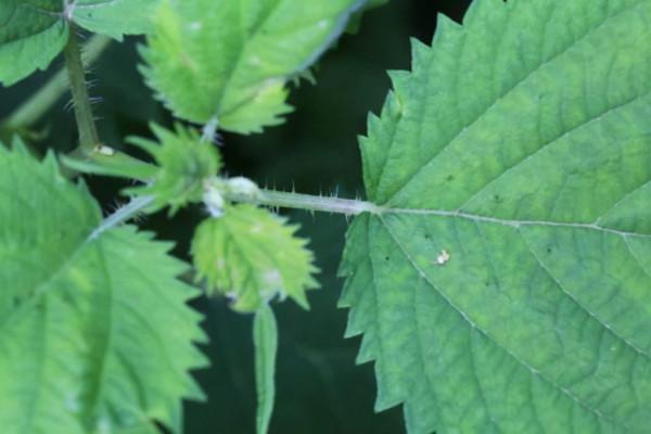 最煩的7種植物最好不要碰,在外遊玩安全第一,預防過敏和中毒 最煩的7種植物最好不要碰,在外遊玩安全第一,預防過敏和中毒