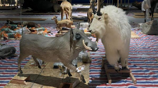 北極熊、水獺、羚羊……河南省科技館新館迎來400多件珍稀野生動物標本 北極熊、水獺、羚羊……河南省科技館新館迎來400多件珍稀野生動物標本