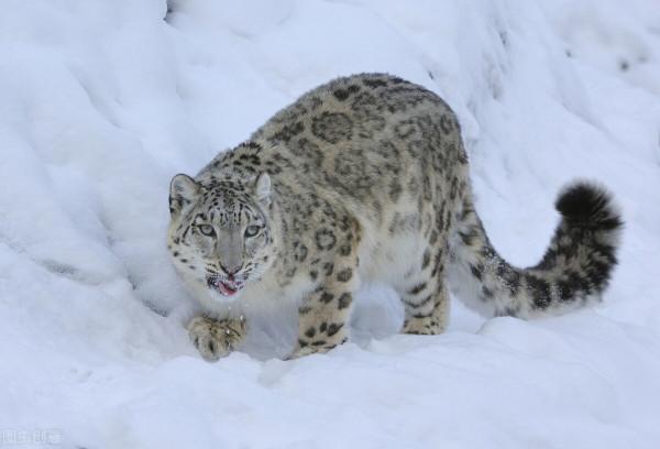 小型貓科動物裡的猛獸!“移動的毛球”兔猻:呆萌外表食肉心 小型貓科動物裡的猛獸!“移動的毛球”兔猻:呆萌外表食肉心