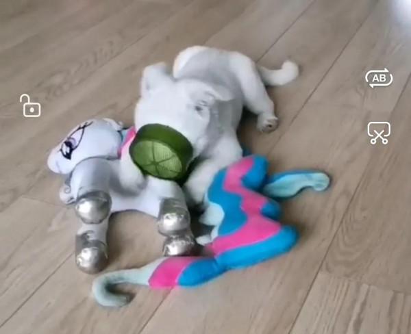 小狗飯糰兒,希望你開心 小狗飯糰兒,希望你開心