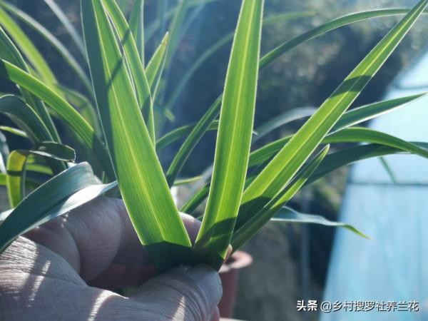 蘭花介殼蟲,最佳治理時機不要錯過,元旦在家仔細檢查一下吧 蘭花介殼蟲,最佳治理時機不要錯過,元旦在家仔細檢查一下吧