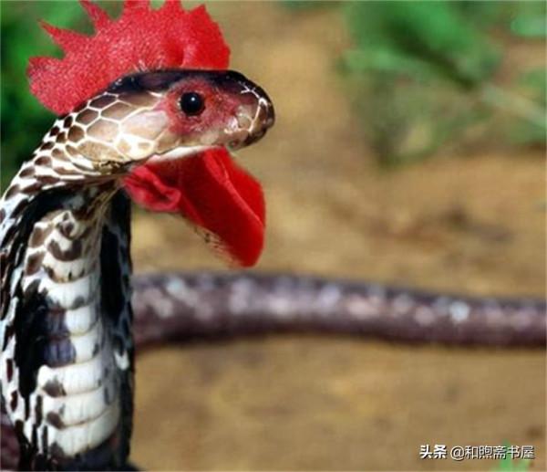 民間故事:大蛇攔路,老漢停住馬車救了眾蛇性命,為報恩大蛇做媒 民間故事:大蛇攔路,老漢停住馬車救了眾蛇性命,為報恩大蛇做媒