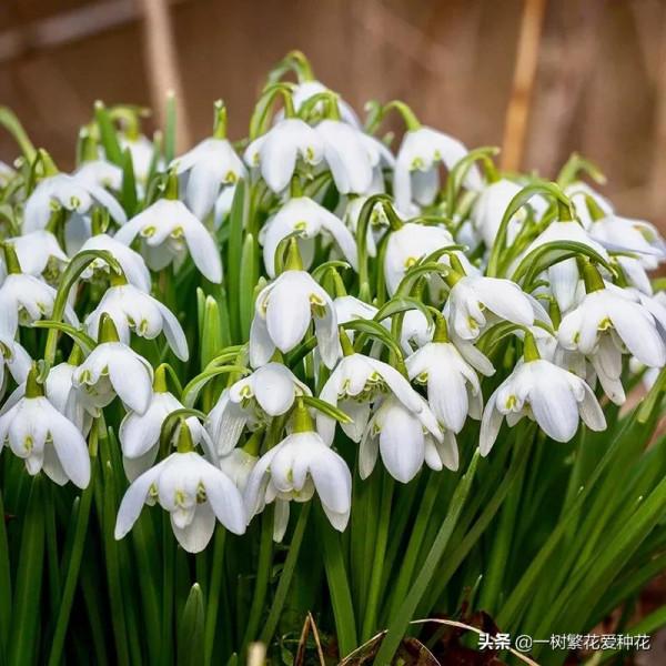 秋天買什麼花？這20種花建議選幾個，好看又好養，秋天買沒錯
