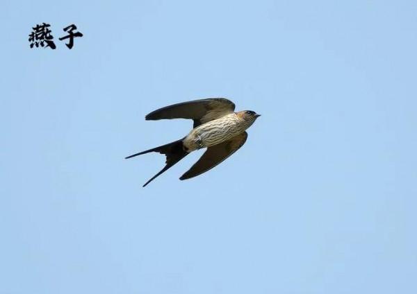 九種只有農村能看到，城市看不到的小鳥兒