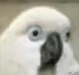 “新篇章之夜”宋q、楊m緊急救場,到底是誰在耍大牌? “新篇章之夜”宋q、楊m緊急救場,到底是誰在耍大牌?