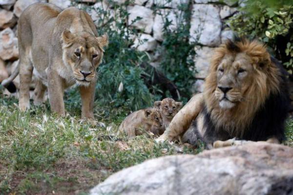 伊朗動物園一母獅開啟圍欄門咬死飼養員，帶著公獅在動物園裡閒逛