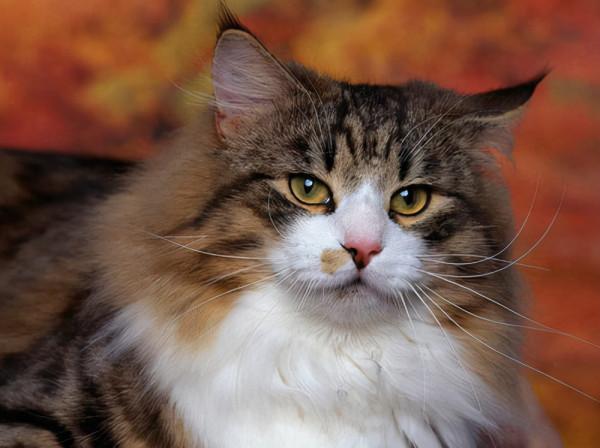 品種溯源識別系列之:挪威森林貓 品種溯源識別系列之:挪威森林貓