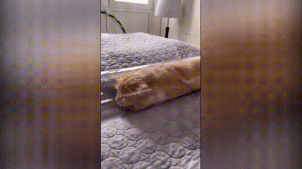 液體貓咪之謎：為什麼說貓都是液體？這竟然是被證明過的科學結論