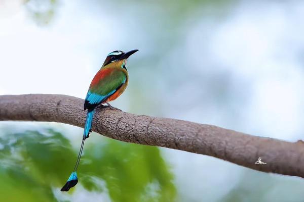 顏值最高的幾種鳥類，每一種都美的像畫