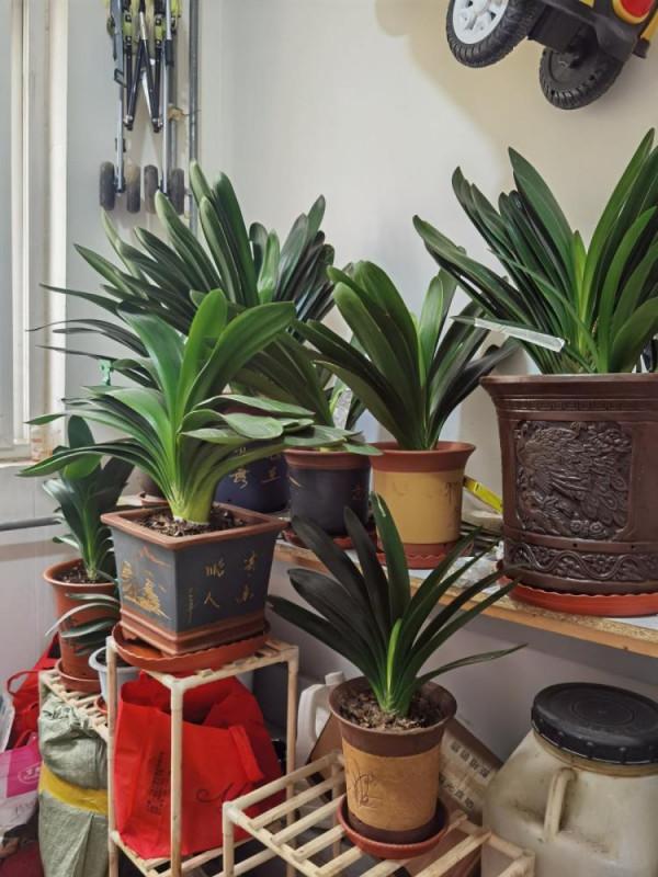 適合養在客廳的“6種吉祥花”，大氣有格調，高階上檔次