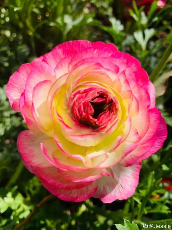 家裡養的“仙女花”,奶奶非說是芹菜,還薅一把想炒菜吃 家裡養的“仙女花”,奶奶非說是芹菜,還薅一把想炒菜吃