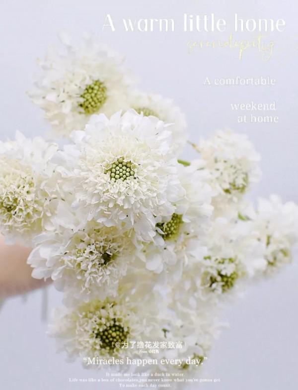 每天認識一朵花——松蟲草