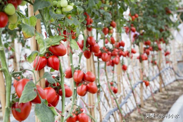 用小蘇打種蔬菜防病又增產,自己在家就能配,一畝成本只要幾塊錢 用小蘇打種蔬菜防病又增產,自己在家就能配,一畝成本只要幾塊錢