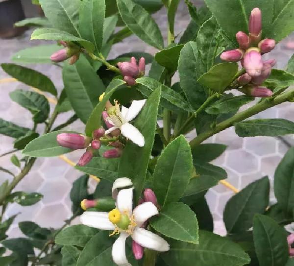 喜歡養花的女人,建議養這“5種花”,“美容養顏”好處多多 喜歡養花的女人,建議養這“5種花”,“美容養顏”好處多多