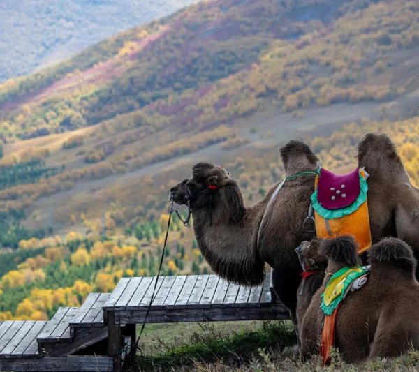 層林盡染的黃崗梁,許你一個秋天的童話 層林盡染的黃崗梁,許你一個秋天的童話