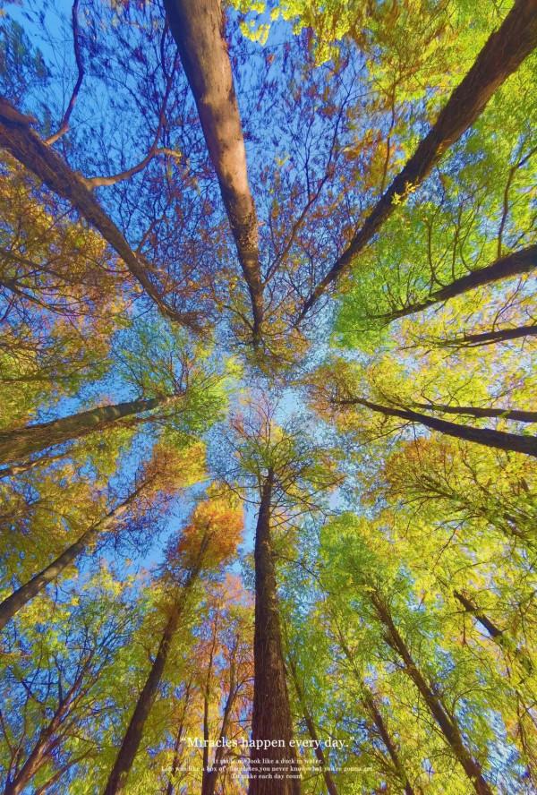 水瀲霞明映羽紅，醉迷照影落杉叢，麓湖落羽杉已進入最佳觀賞期