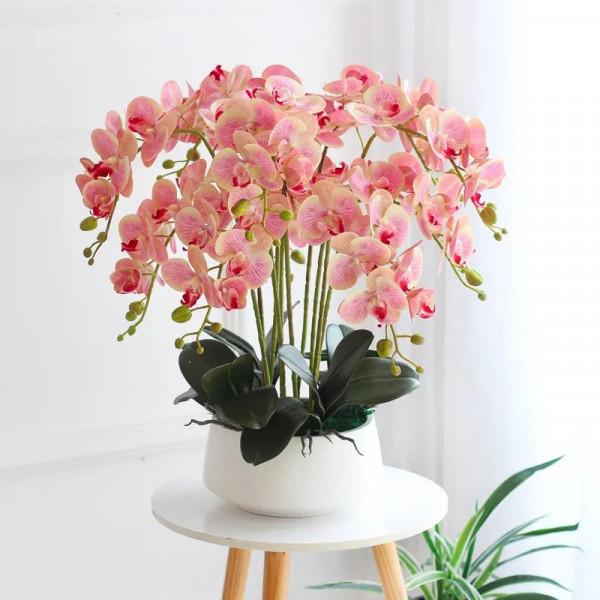 漂亮的蝴蝶蘭大全，顏色各異、姿態萬千