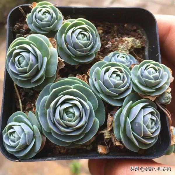 聽小帥說說適合在冬天養的多肉，皮實、好養。不掉色，冬天就養它