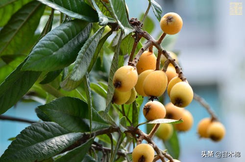 帶你回味童年吃過的46種野果子，記憶中的味道你還記得嗎？