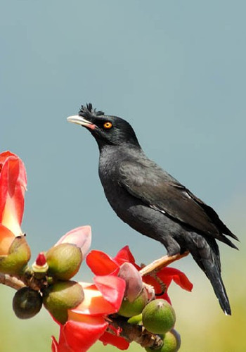 對不起，小八哥鳥崽崽，我沒能將你放飛