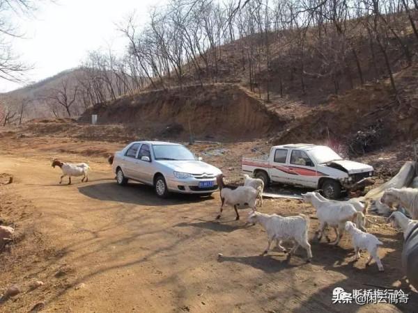 沂山奇遇記 沂山奇遇記
