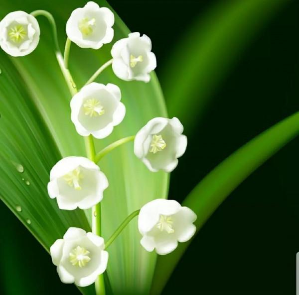 鈴兒響叮噹，迷你三胞胎：風鈴草，鈴蘭，鈴鐺花。你能分清嗎？