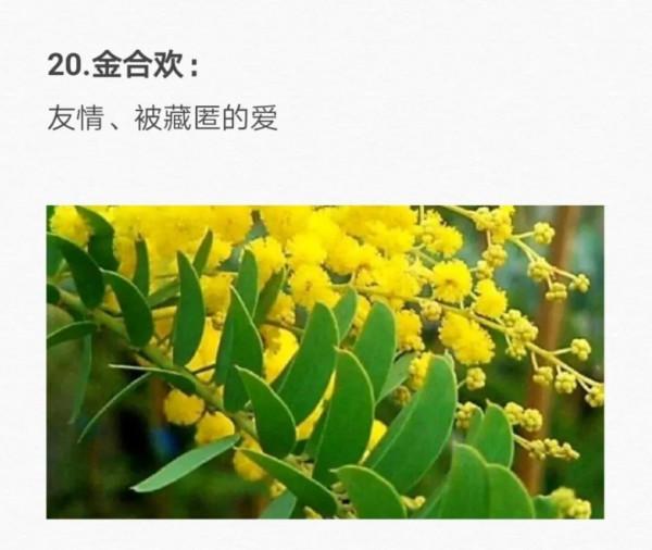 50種花的&OpenCurlyDoubleQuote;花語&rdquo;你知道那些？&lpar;二）「建議轉發收藏」