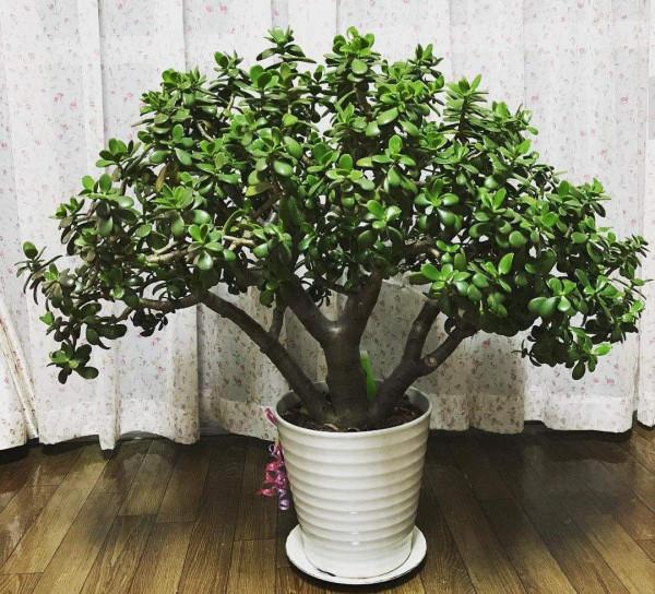 室內想養&OpenCurlyDoubleQuote;大盆&rdquo;鎮宅花，建議從這10種裡面選，聽名字就很霸氣