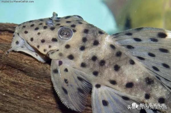 每天認識一種南美魚｜（71）老鼠斑異型