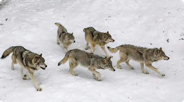 二丫和五狼夜行松江雪道血戰狼群，秦高趁機逃走卻被五狼捉回