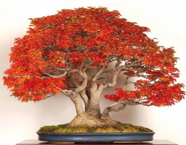 美麗醉人的楓紅盆景