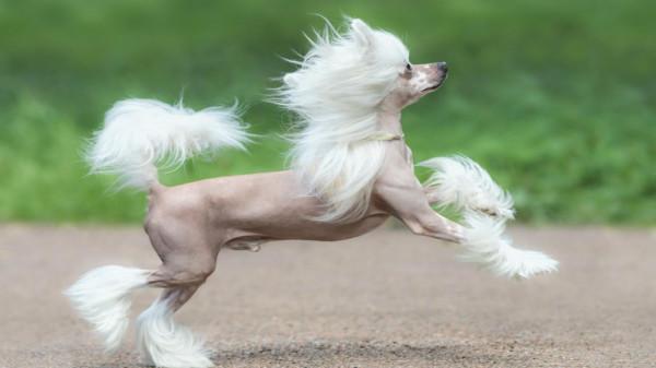 這16種狗,就算過敏人士也能養 這16種狗,就算過敏人士也能養