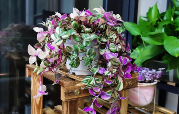 6種&OpenCurlyDoubleQuote;網紅花&rdquo;，喜歡可以買，顏值高，價格實惠，看著就&OpenCurlyDoubleQuote;歡喜&rdquo;