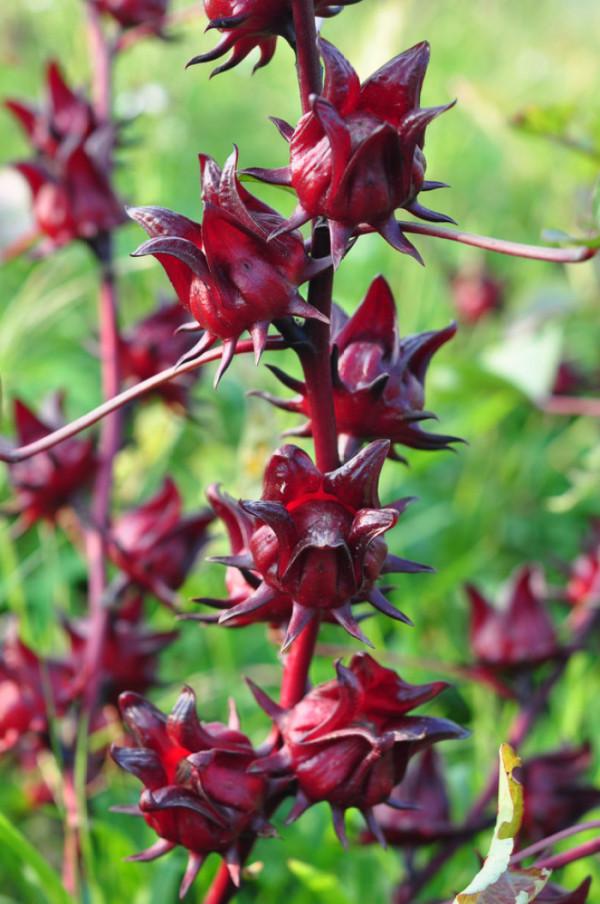 100種常見植物圖鑑,出門識花不再難,適合給小孩子做科普範文 100種常見植物圖鑑,出門識花不再難,適合給小孩子做科普範文