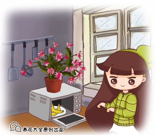 香蕉皮秒變“優質花肥”，老一輩傳下來的老辦法，花吃了“瘋長”