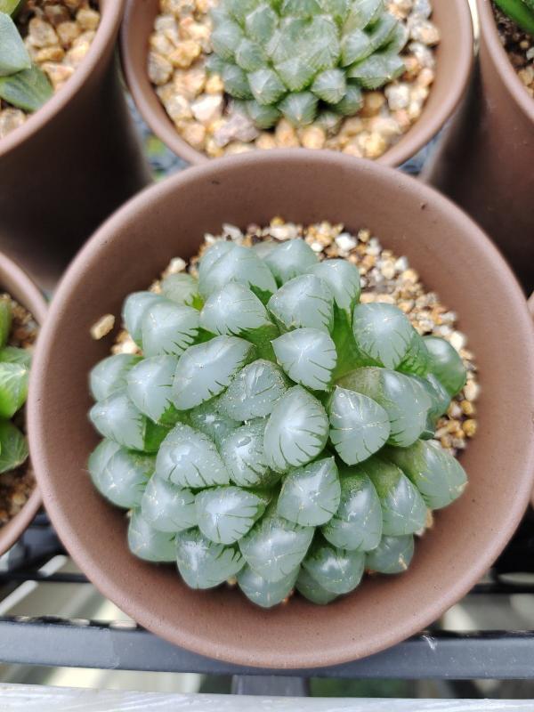 10種多肉，正適合封閉小陽臺，養起來爆盆特別快