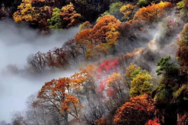 一樹一秋色，盤點那些“此生不可錯過”的塞上森林公園