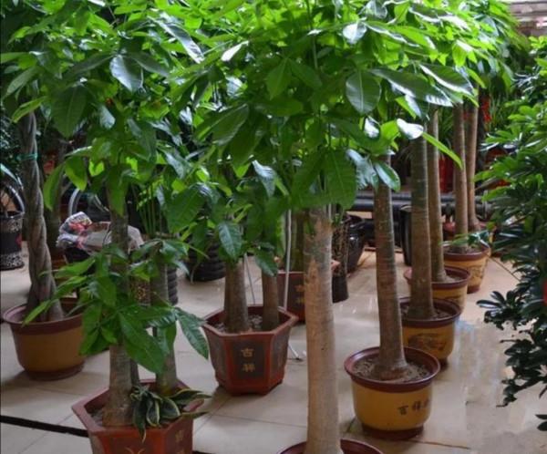 天氣變冷，10種花要減少澆水，不然難過冬