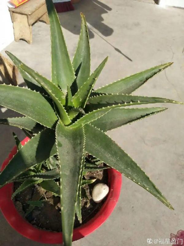 懶人養5種花，倆月不澆水也能活，長得還挺旺